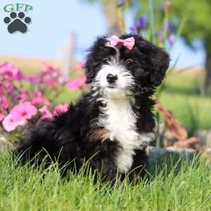 Ashley, Mini Bernedoodle Puppy